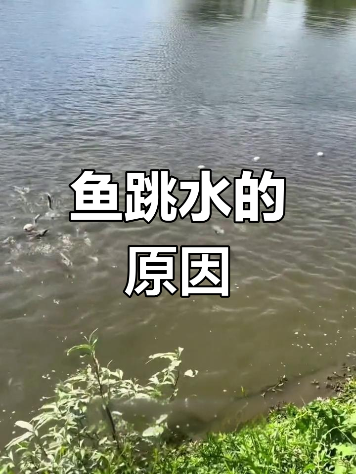 鱼跳出水面原因解析