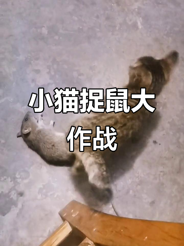 猫咪勇斗老鼠,小爪子一抓就中!