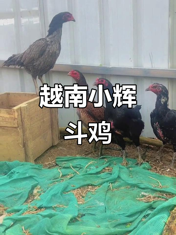 越南斗鸡场上的美丽母鸡,身强力壮,攻防兼备
