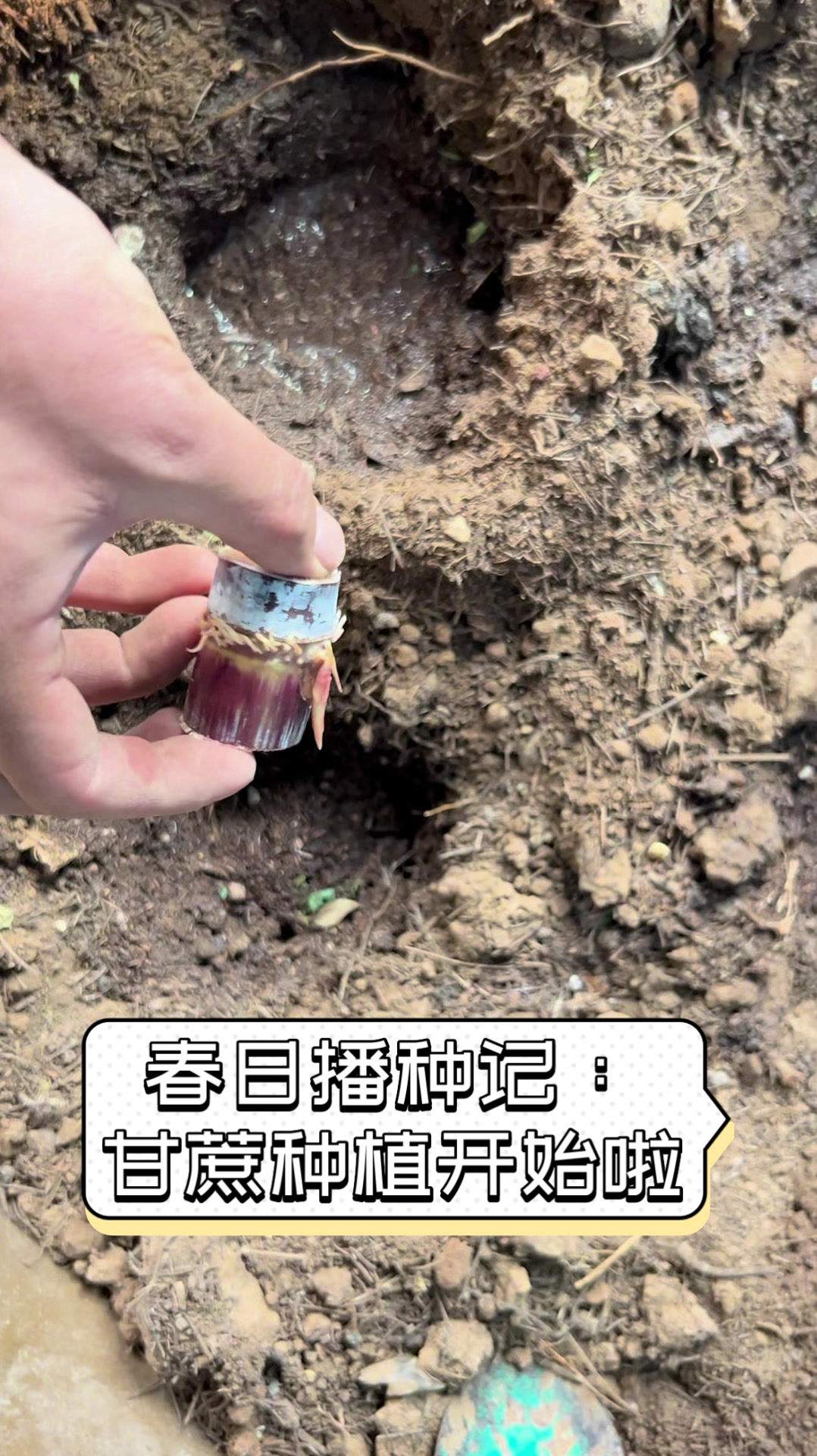 春日播种记:甘蔗种植开始啦