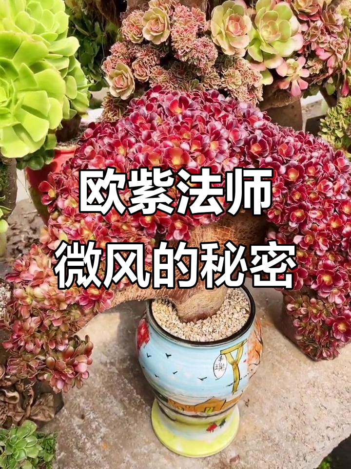 欧紫法师的神秘魅力,微风中的思念与欢喜