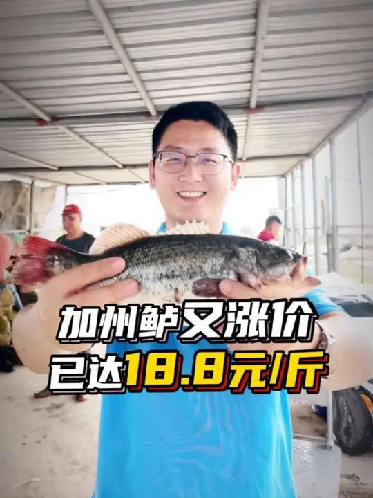 加州鲈鱼又涨价了,最高已经达到18.8每斤!涨到20块指日可待!