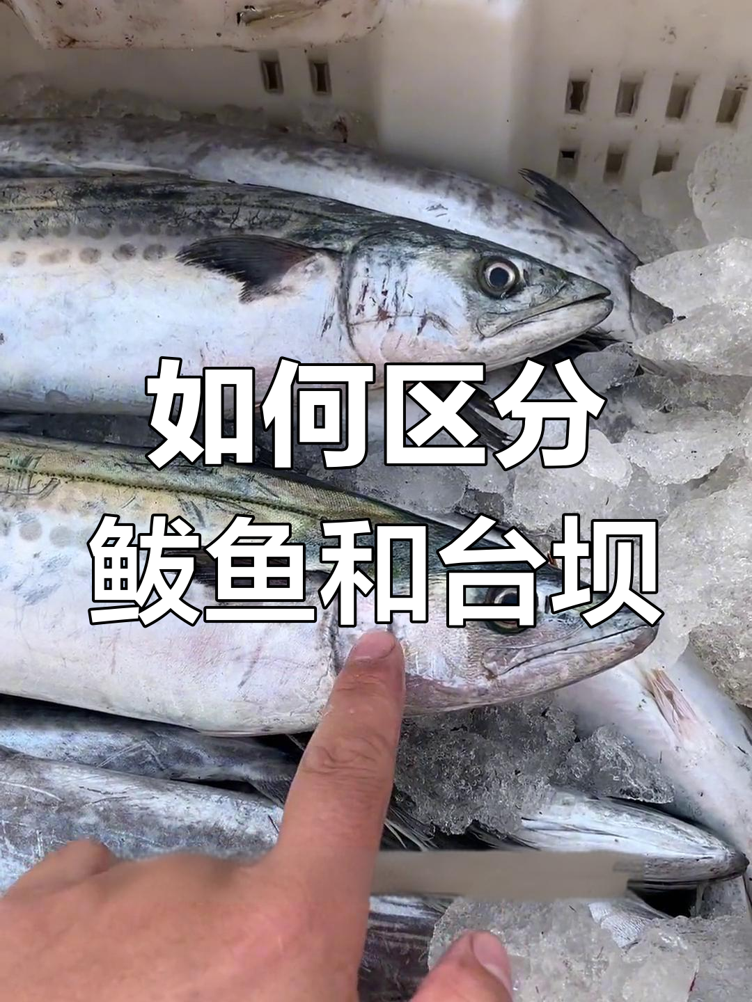 鲅鱼与台坝的区别,价格口感大不同