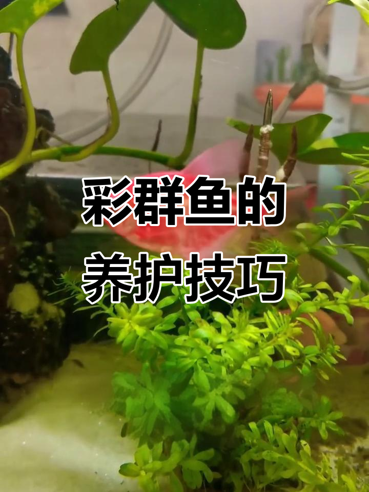 彩裙鱼：温和又调皮，适合与其他热带鱼混养