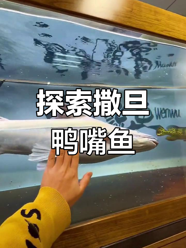 撒旦鸭嘴鱼的神秘世界