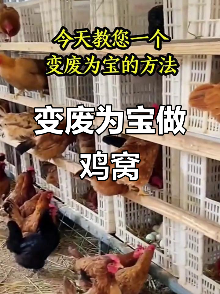 废旧水果筐变鸡窝,简单又舒适