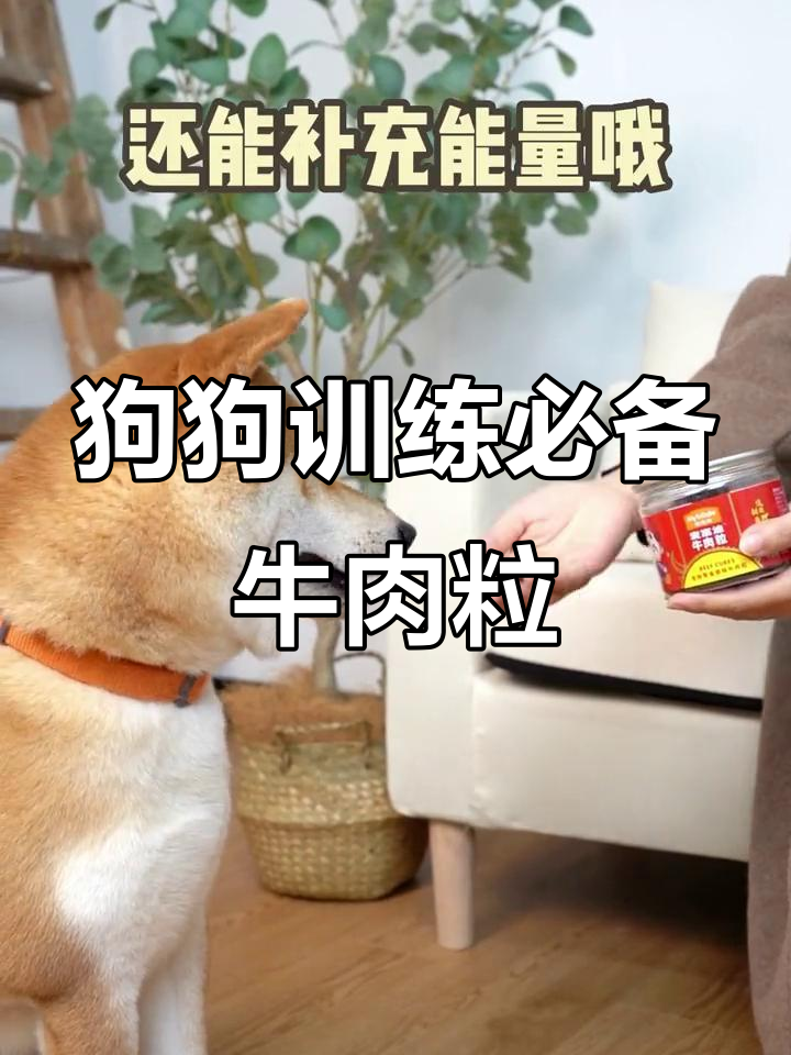 训练狗狗的零食大揭秘,这款牛肉粒最适合!