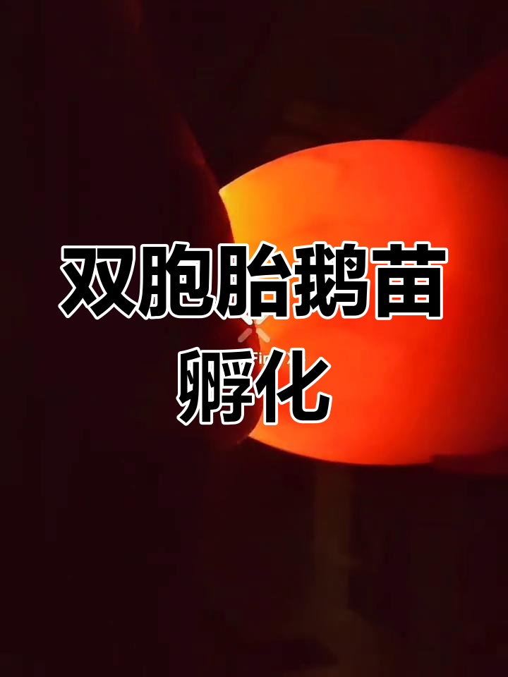 鹅蛋孵化双胞胎,胚胎发育全过程揭秘