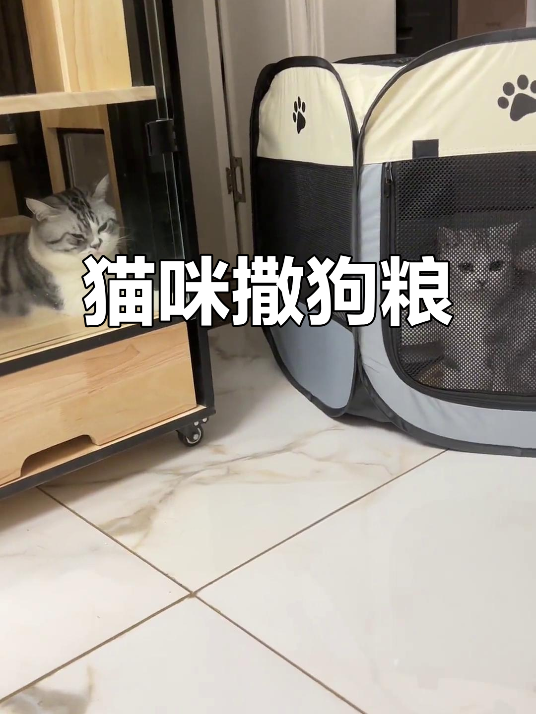 猫夫妻恩爱到不行,包子陪饺子待产房