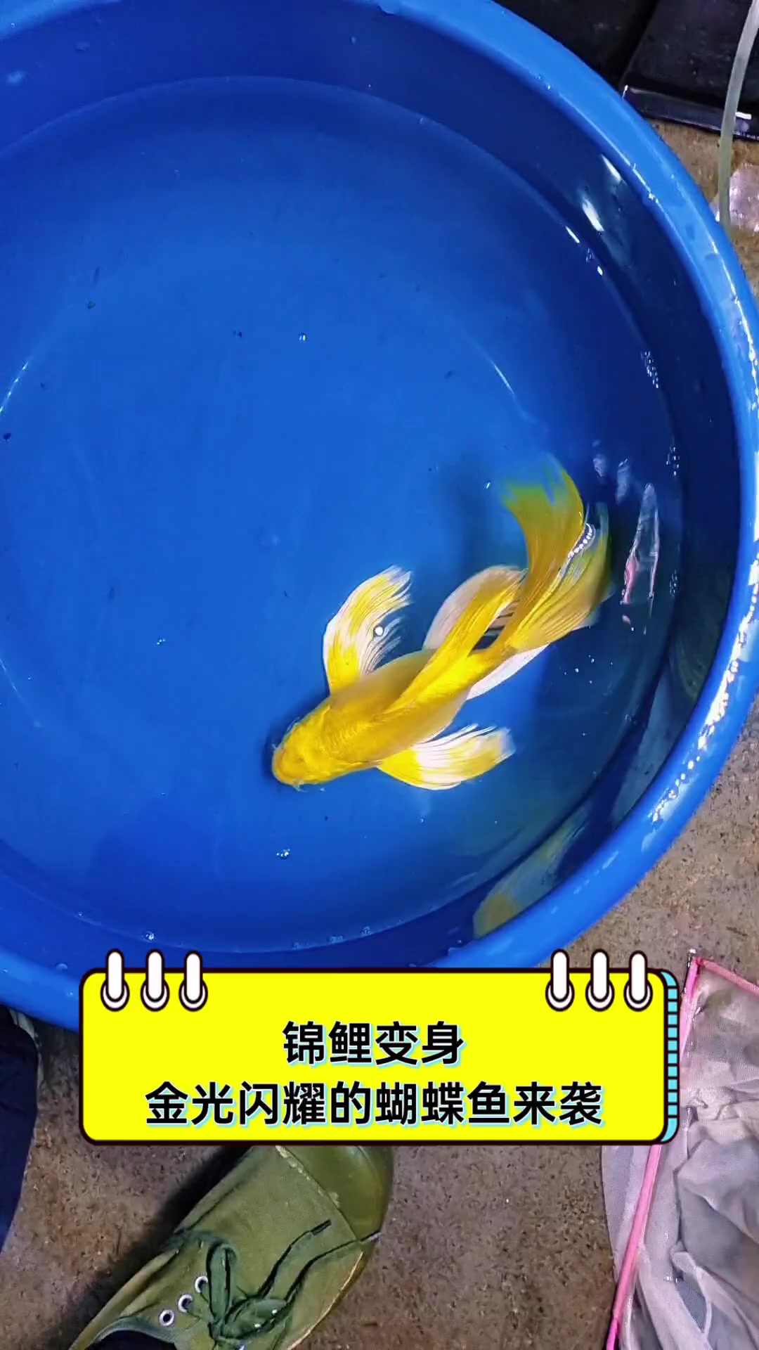 锦鲤变身,金光闪耀的蝴蝶鱼来袭