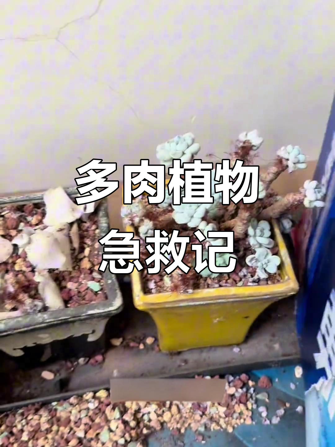 朋友的多肉植物被遗忘,严重缺水成这样!我帮忙救活它们