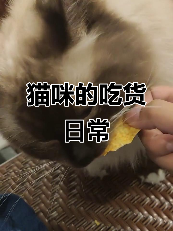 小猫咪吃薯片,番茄味也能萌翻天