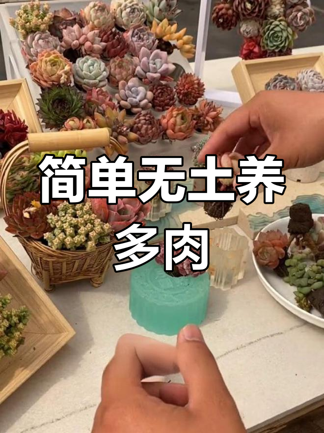 无土多肉养护技巧大揭秘
