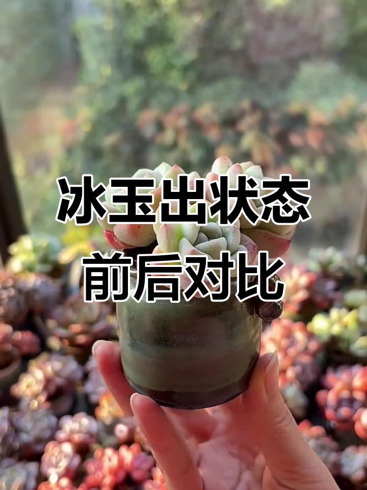 冰玉多肉状态变化大揭秘:从绿菜到果冻色的蜕变
