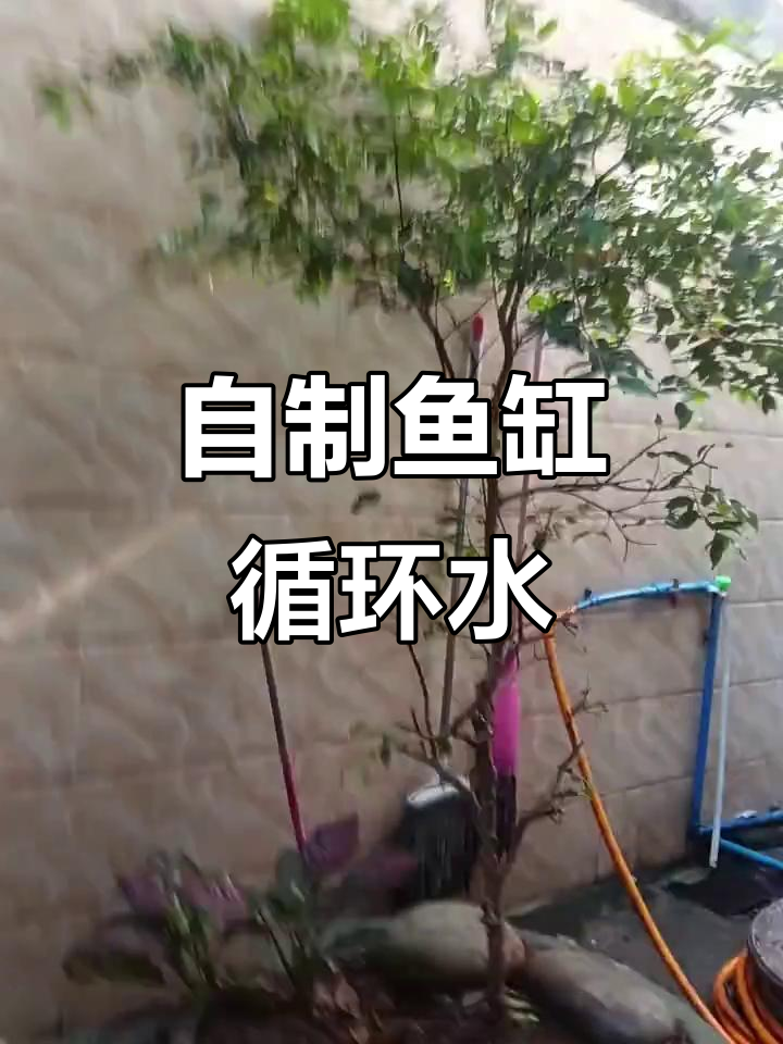 家庭自制鱼缸循环水,简单又清新