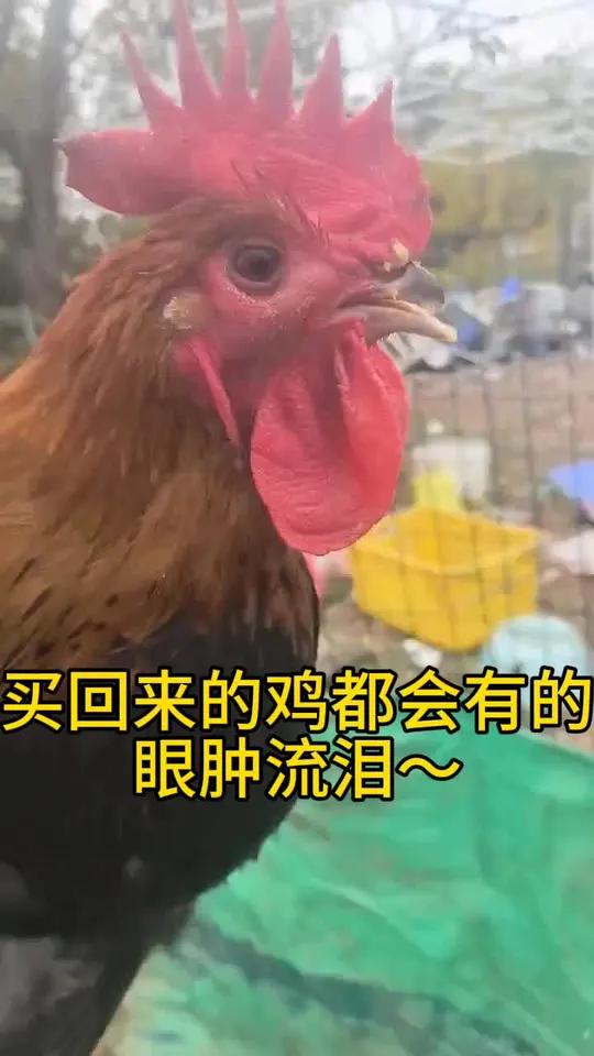 买回来的鸡眼肿流泪咋回事?李莉讲养殖 李莉分享养殖 李莉聊养殖 鸡眼肿流泪咋回事