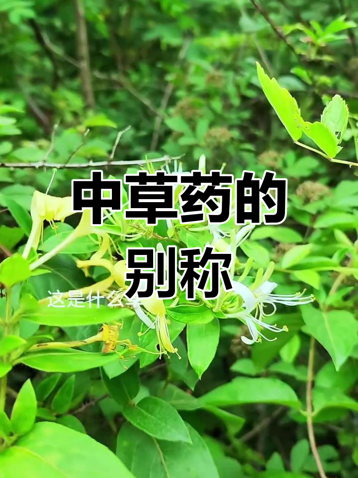 家乡的中草药,你知道它们的别名吗?