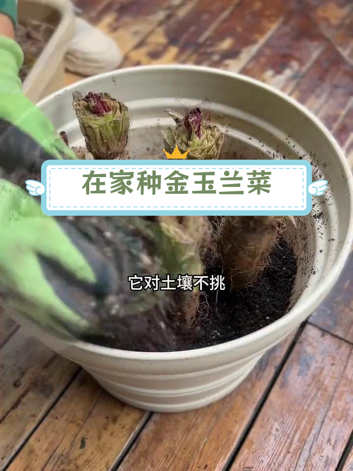 轻松在家种植金玉兰菜,营养美味又清脆