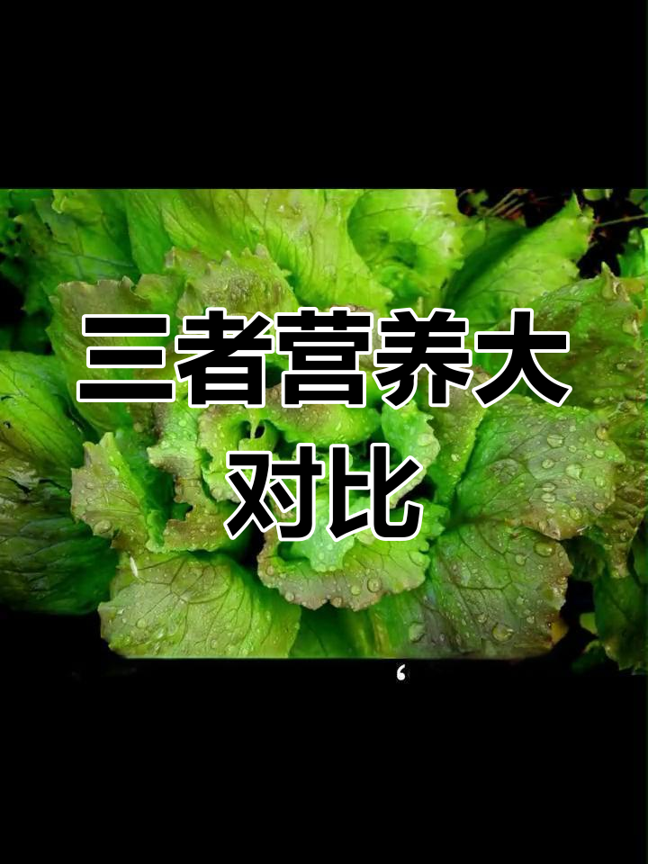 油麦菜、生菜与莴苣的亲密关系