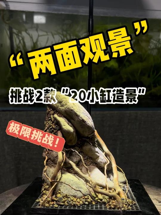 挑战2款“20尺寸的小缸造景”