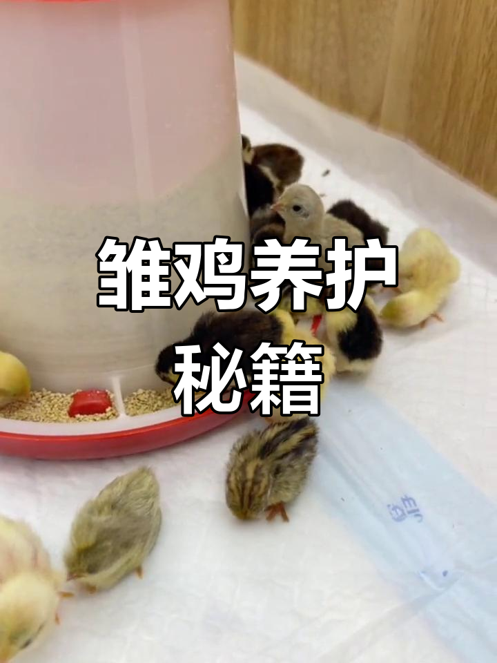 小鸡出壳后,只要保持适宜温度和食物水源,轻松养育无压力