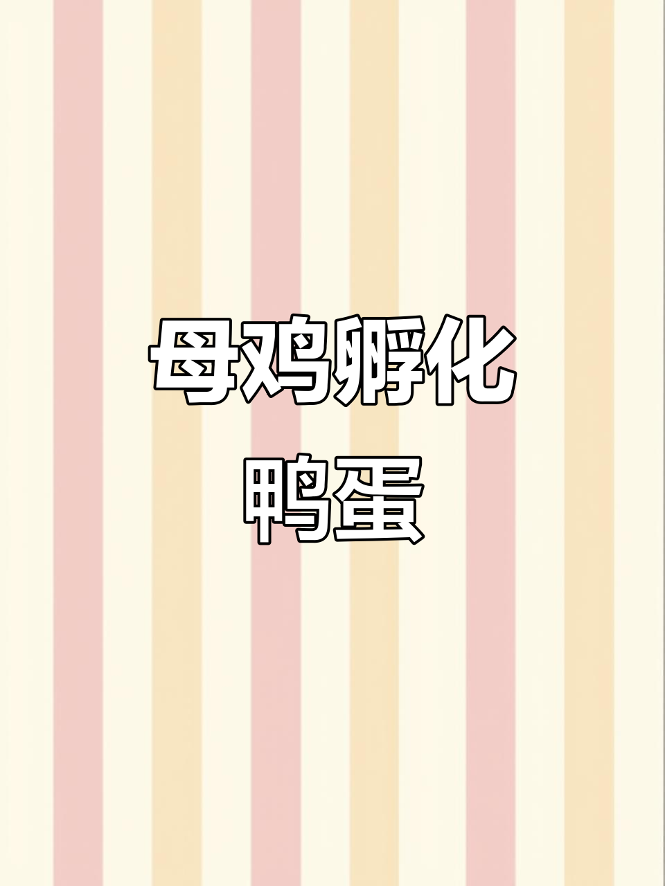 母鸡孵出小鸭子,细心照顾如亲生宝宝