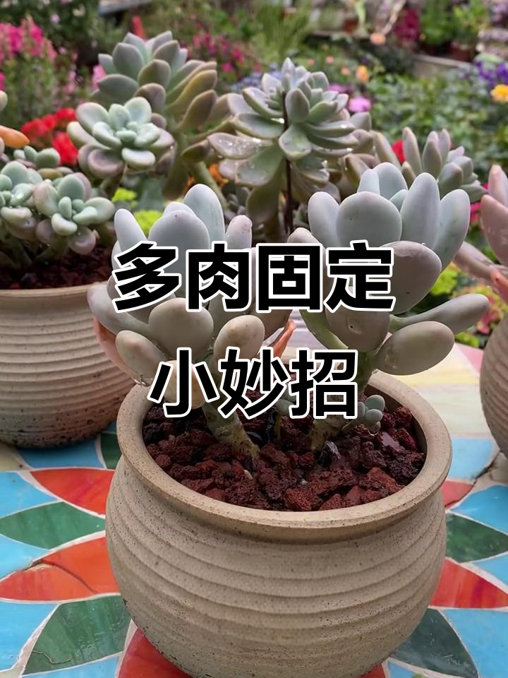 桃美人多肉固定技巧，轻松上盆不倒