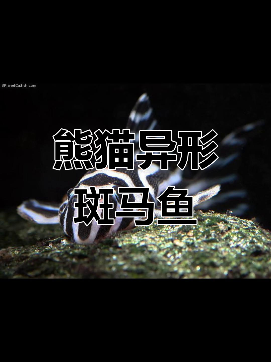 熊猫异形斑马鱼:黑白条纹的急流之王