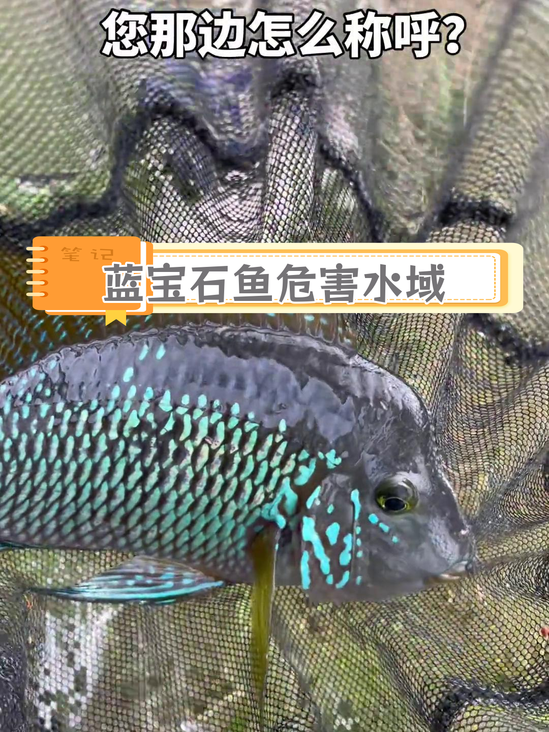 蓝宝石鱼泛滥成灾,钓鱼爱好者疯狂捕捞