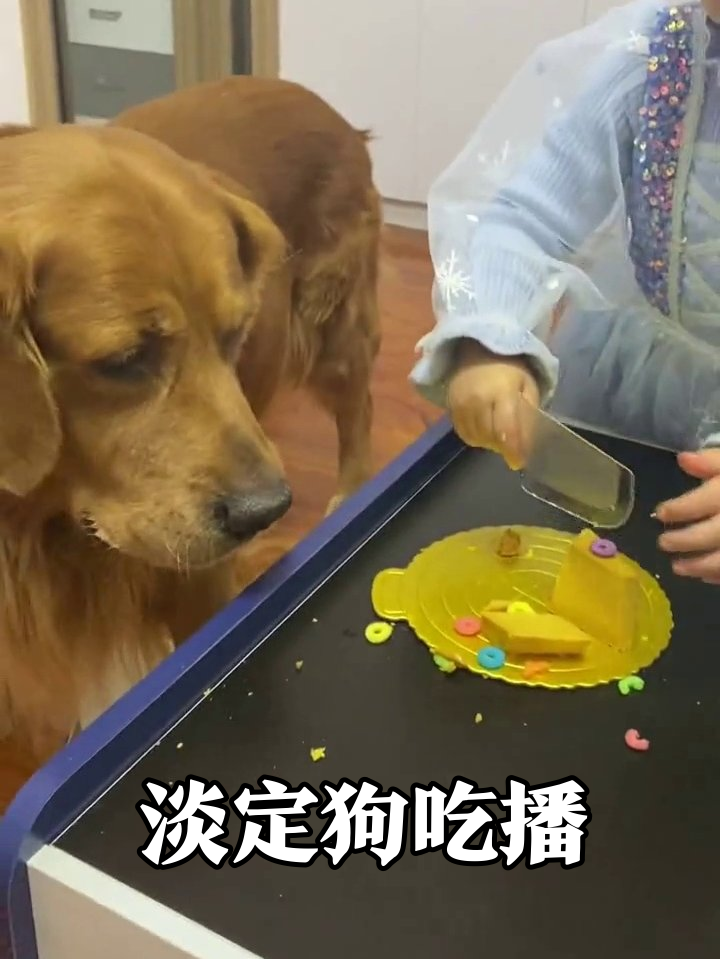 小女孩切蛋糕喂金毛,狗子淡定干饭不挑嘴