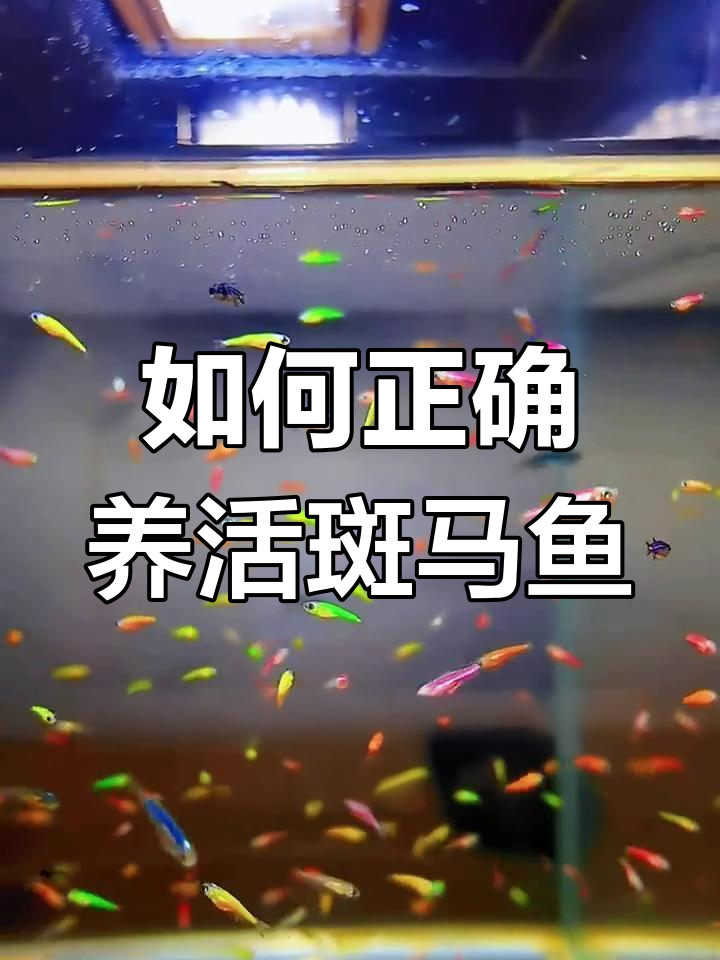 斑马鱼饲养技巧:如何避免死亡