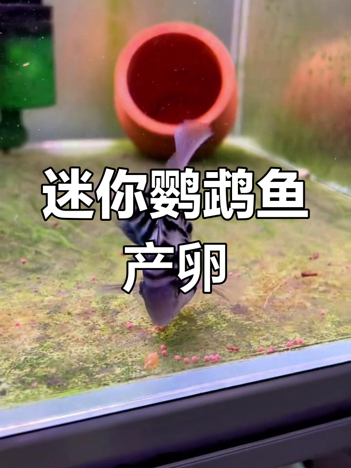 迷你鹦鹉鱼快速繁殖,卵已出现