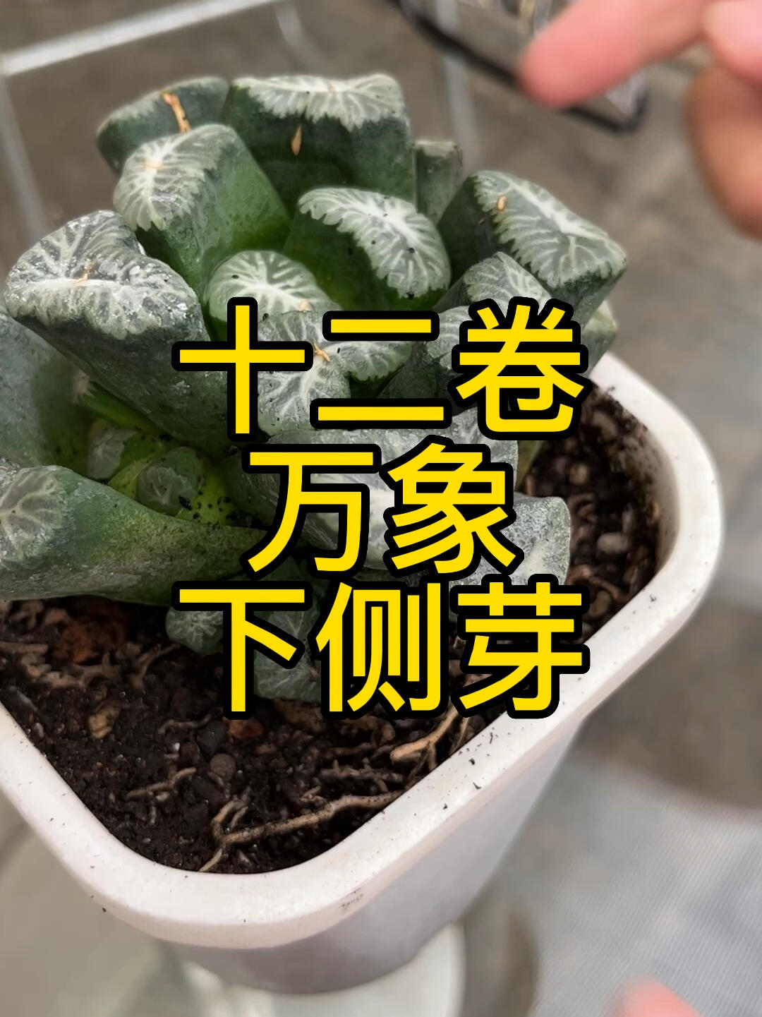 十二卷万象品种