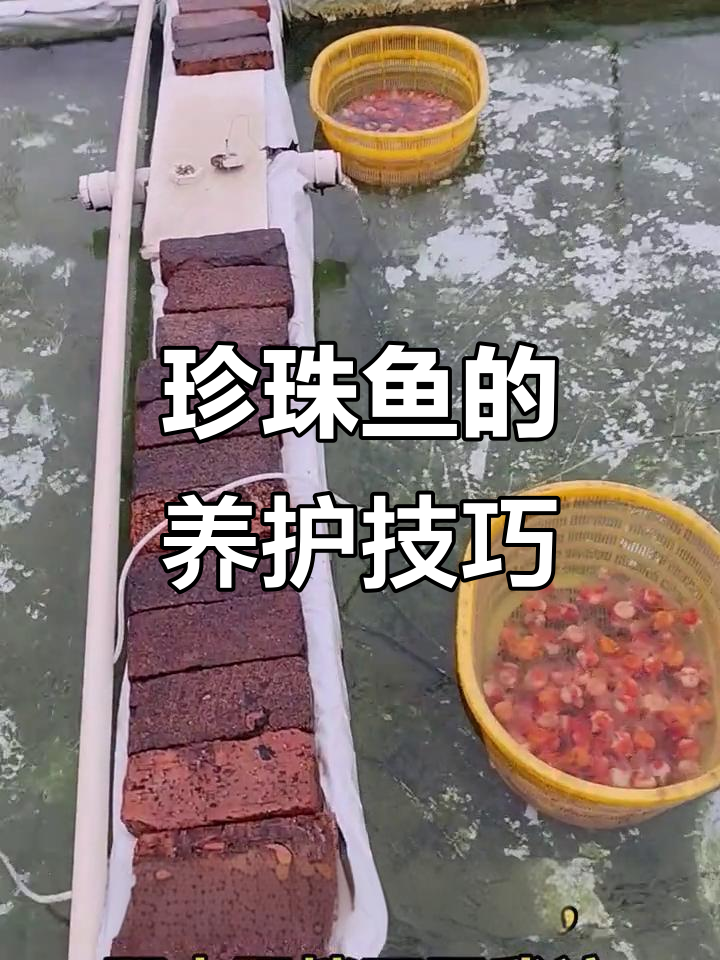 珍珠鱼养护秘籍,美丽又健康!