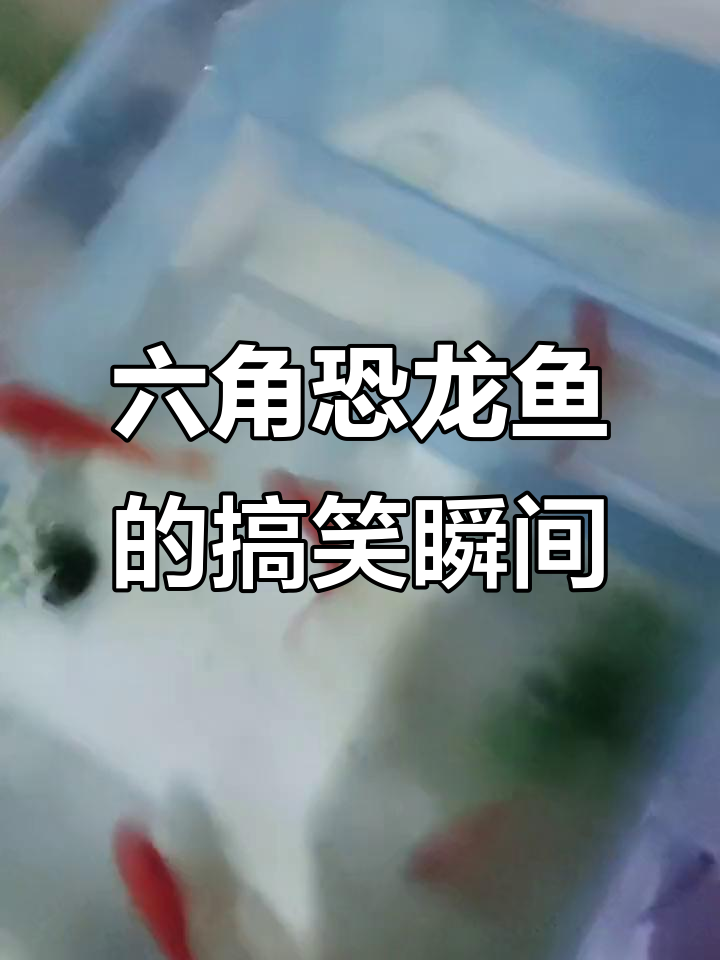 六角龙鱼吃大餐，兴奋又郁闷的表情太有趣了