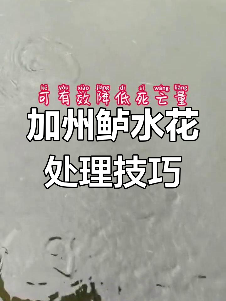 加州鲈鱼水花打转,如何应对?