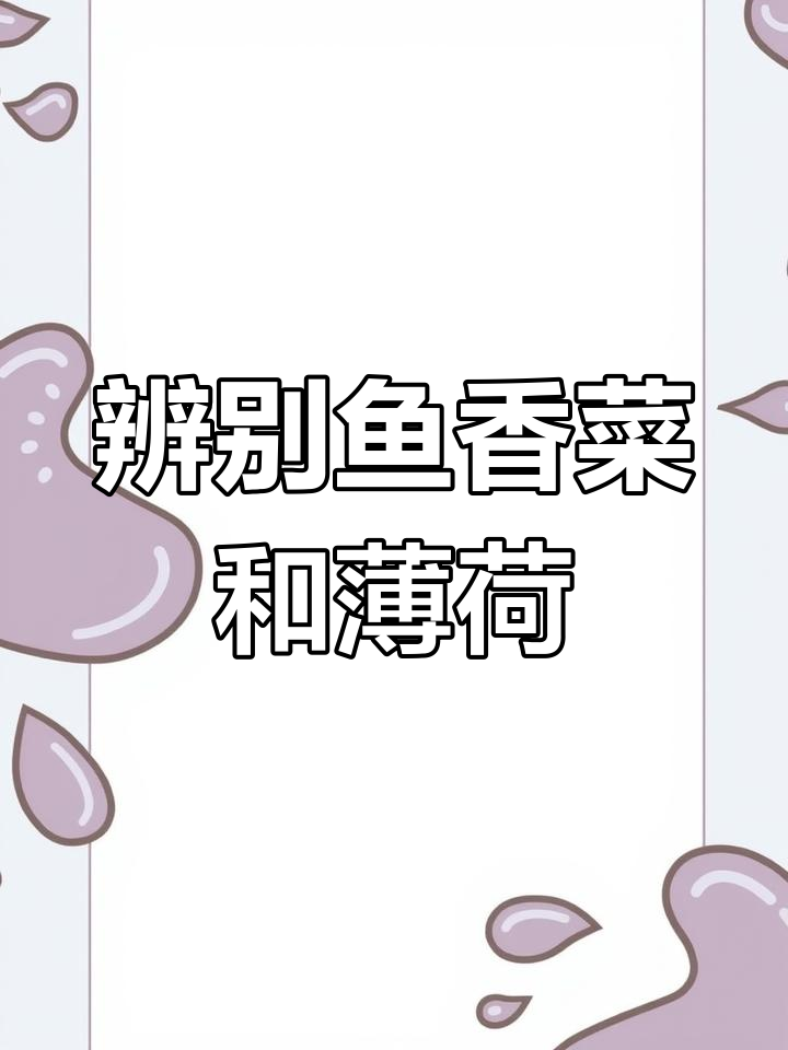 鱼香菜与薄荷的区别,夏季必备清凉食材