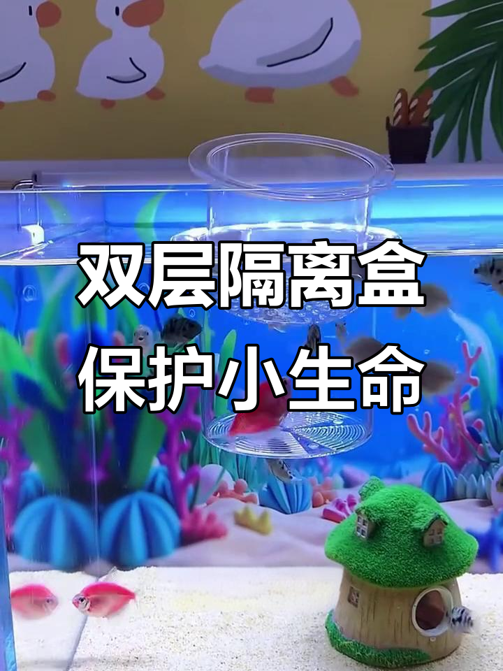 孔雀鱼生小鱼必备双层产房,避免被大鱼吃掉