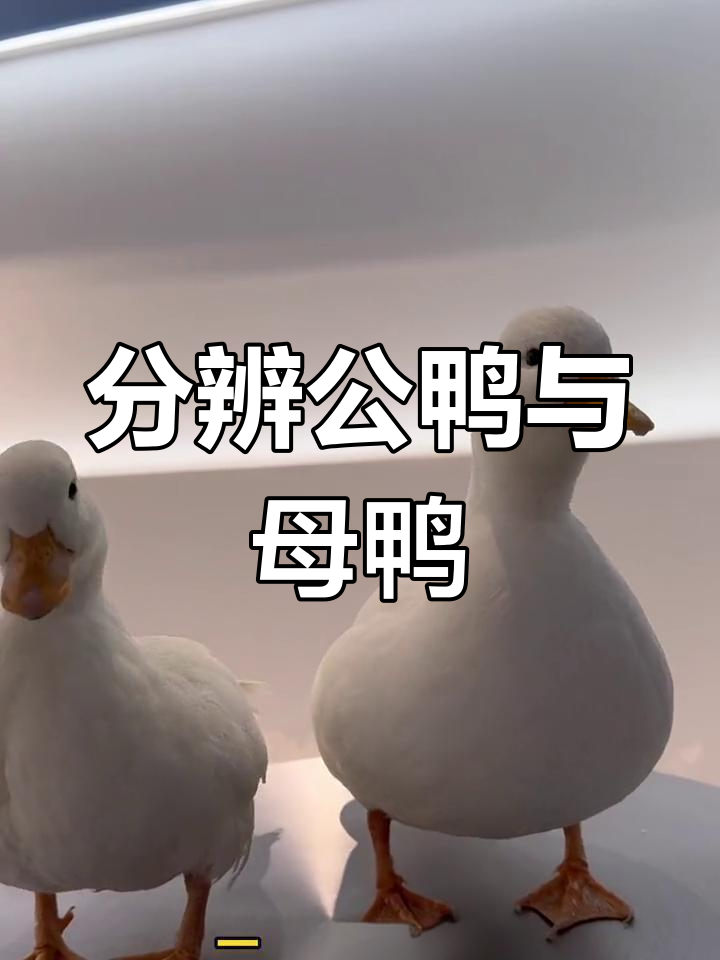 如何区分公鸭和母鸭