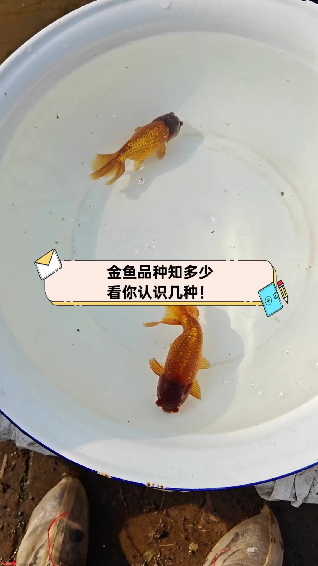 金鱼品种知多少,看你认识几种!