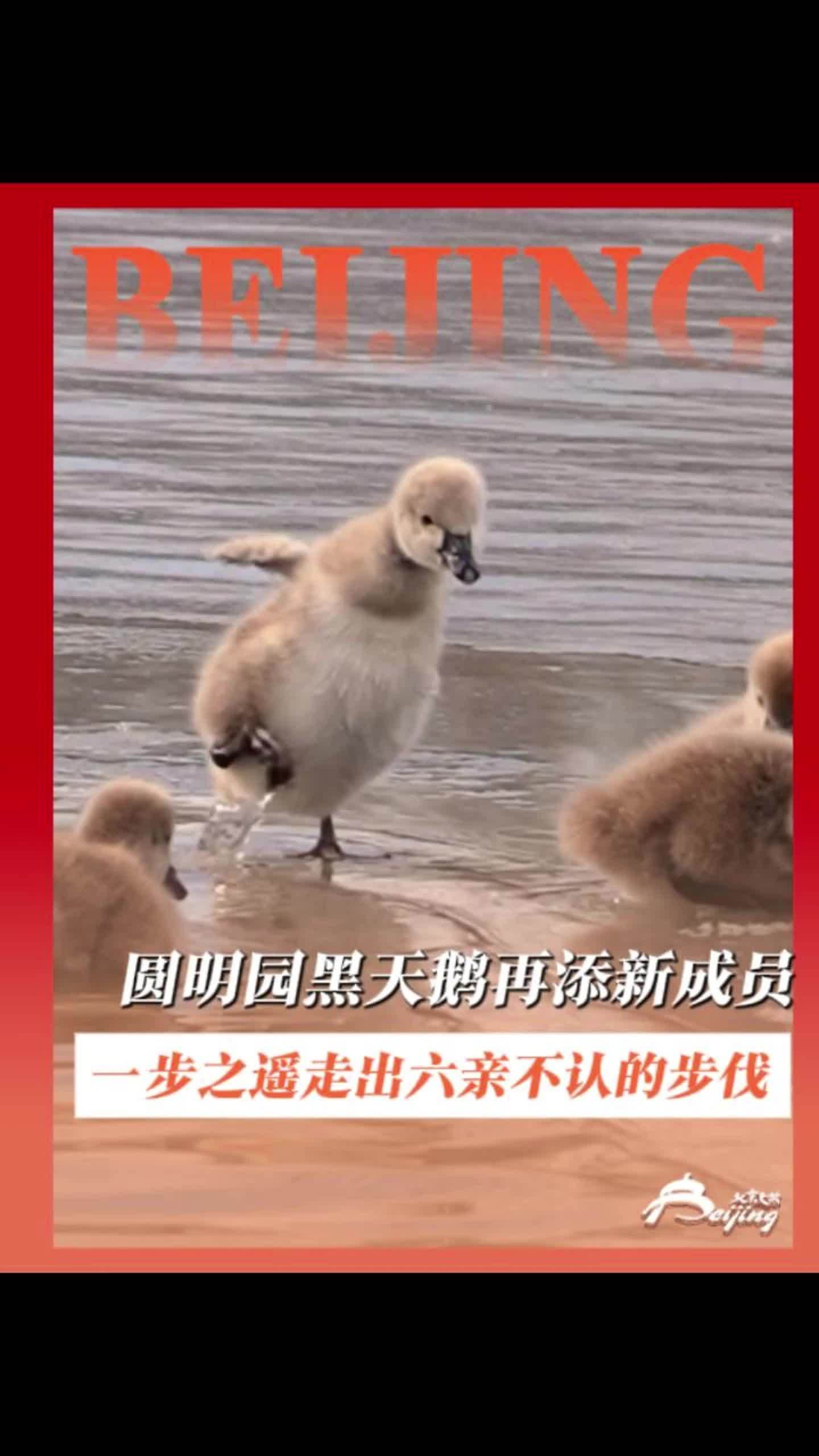 圆明园“网红家庭”新动态！近日，栖居在北京圆明园的黑天鹅家族再添新成员，天鹅爸爸妈妈带小天