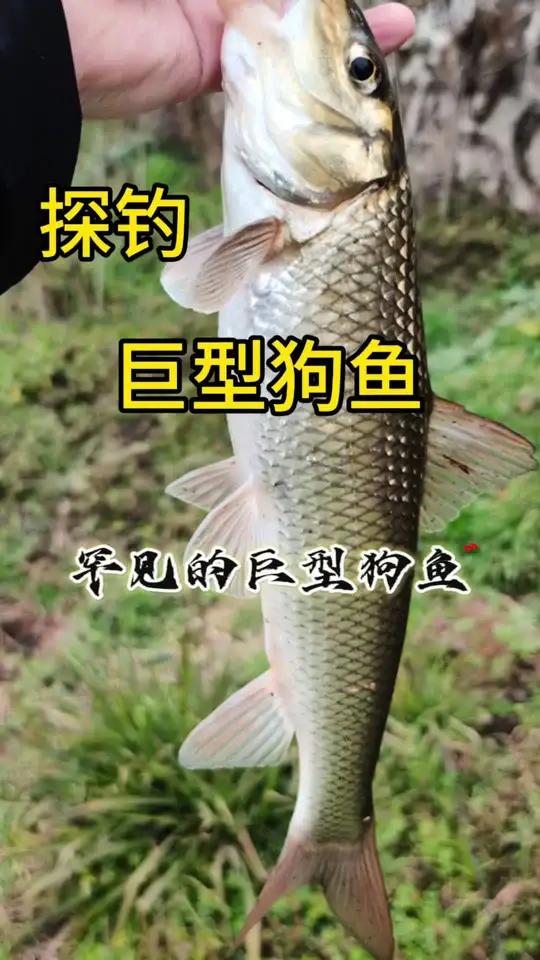 探钓巨型狗鱼是什么体验
