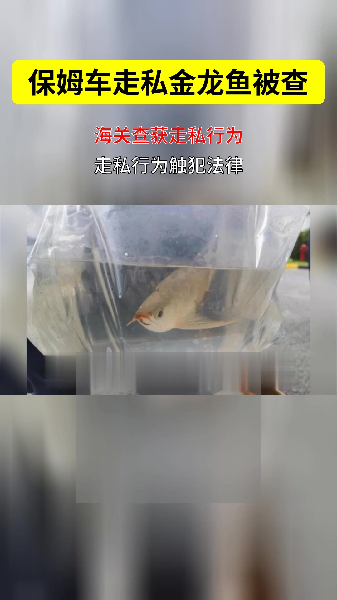 保姆车变“走私车”?金龙鱼出境触法律雷区