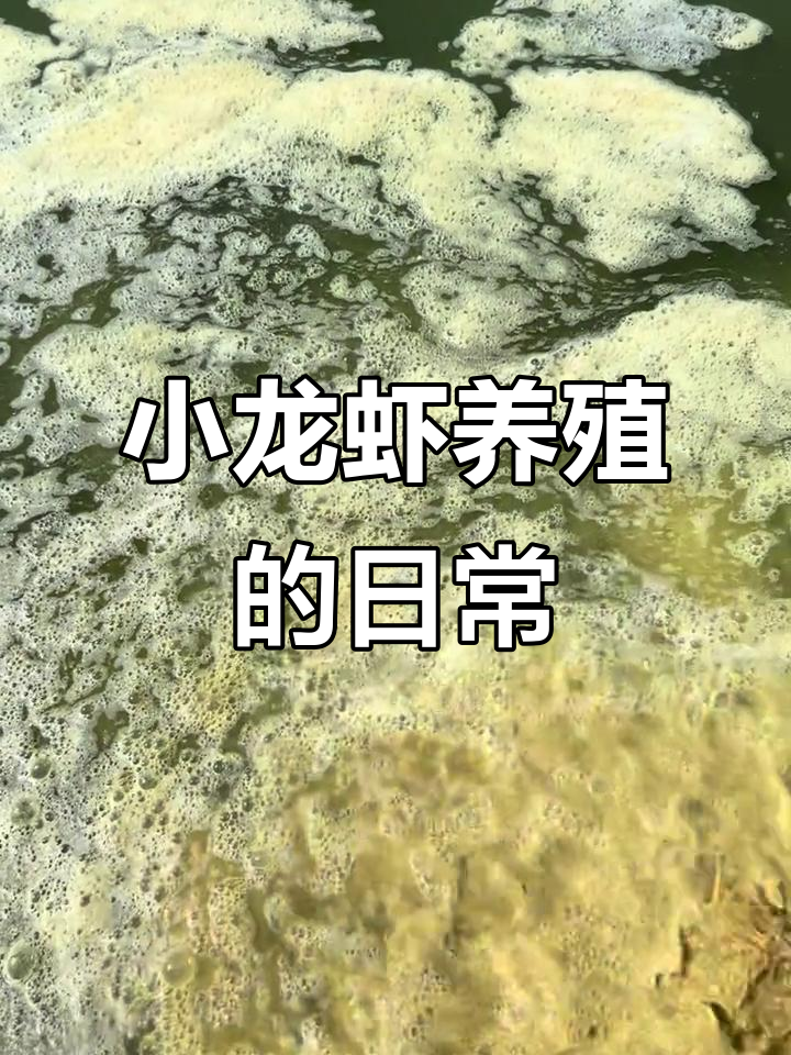 澳洲淡水小龙虾养殖日常,工作挑战与收获