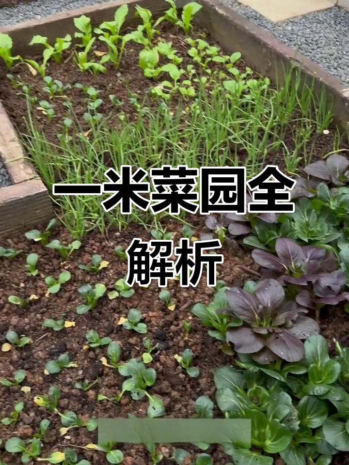 苏州山体花园中的一米菜园，设计超科学！