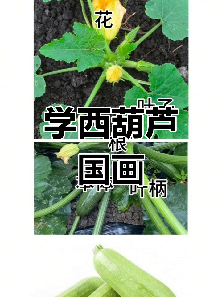 西葫芦国画技巧,轻松掌握蔬菜造型与色彩