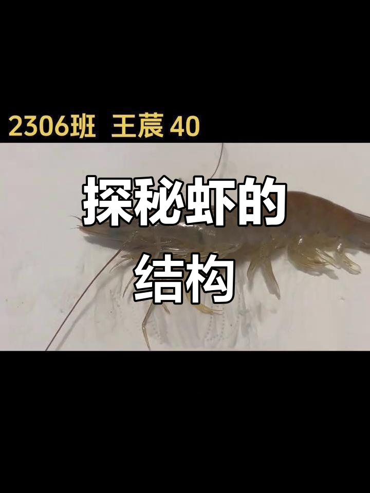 虾的内部结构大揭秘:从消化到呼吸系统的全解析
