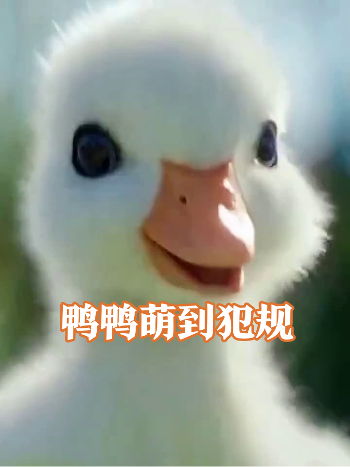 小鸭子偷看漫画学功夫,单脚站立被偷拍后疯狂卖萌!