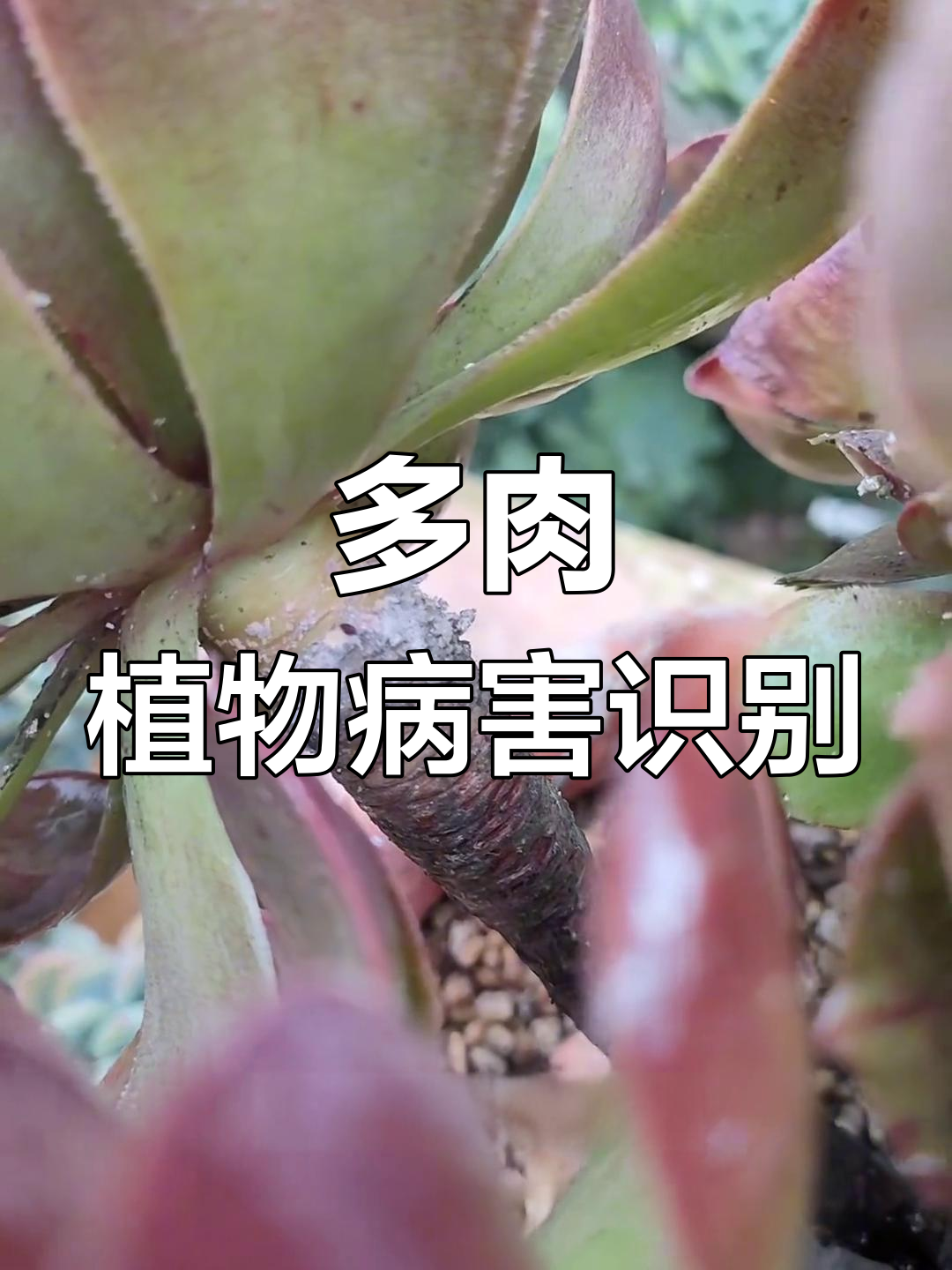 多肉植物常见病虫害大揭秘,叶片干瘪、黑腐怎么办?
