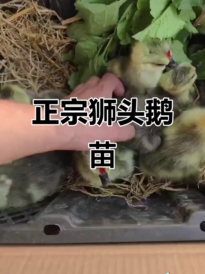 宁夏银川正宗狮头鹅苗,特大种鹅苗来袭
